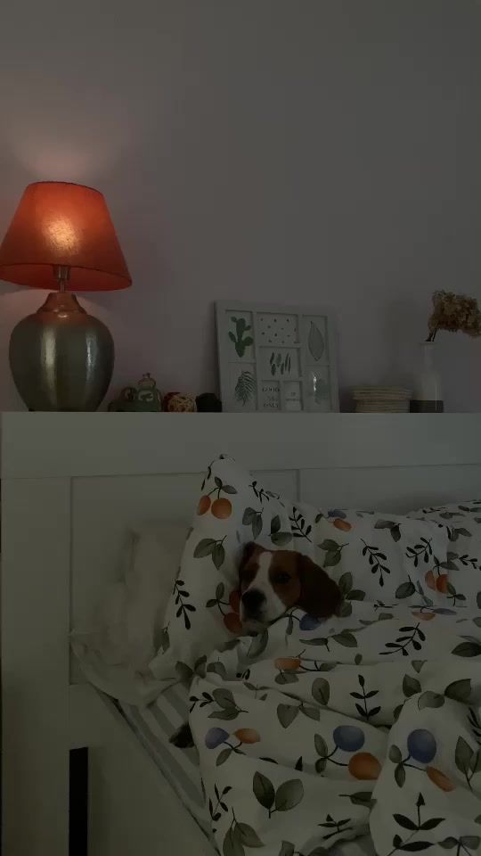 TikTok video thumbnail by itsdogsherlock