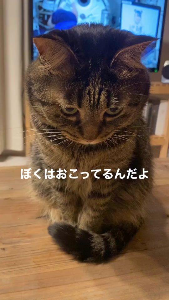 TikTok video thumbnail by kitto_kijitora
