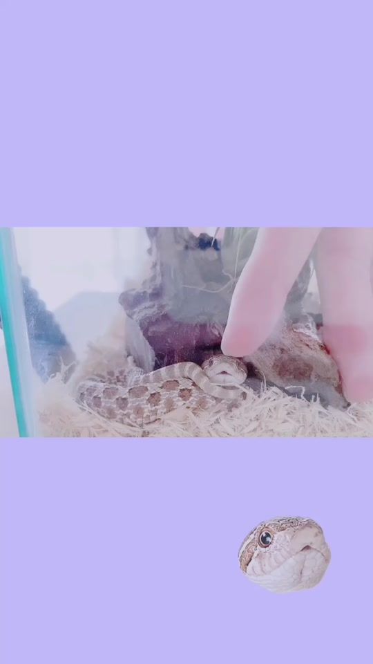 TikTok video thumbnail by bouyakun