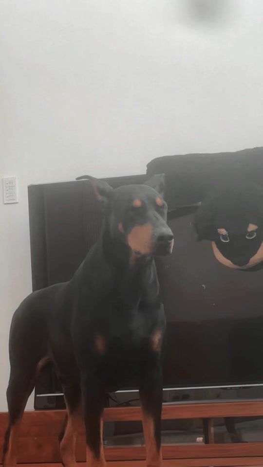 TikTok video thumbnail by ahonoaho