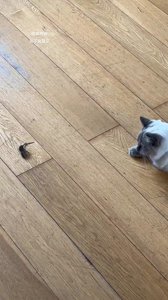 TikTok video thumbnail by your_cutepet