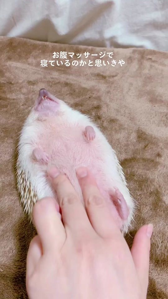 TikTok video thumbnail by grisgra