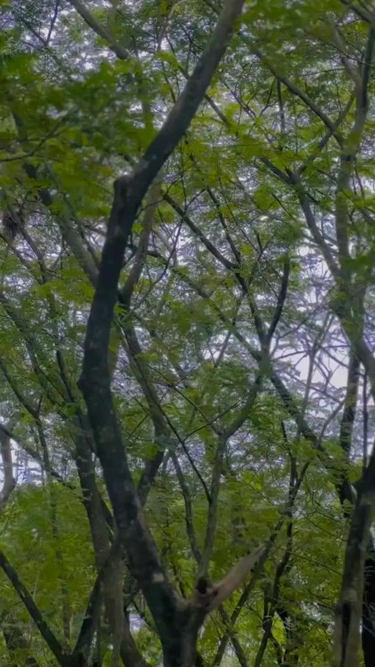 TikTok video thumbnail by rajkumarmannat
