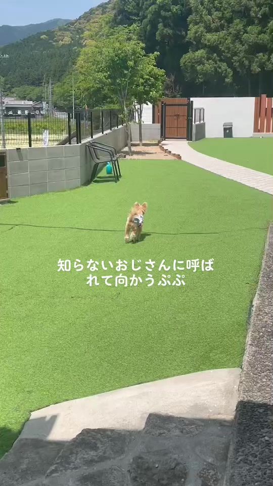TikTok video thumbnail by pinopupu1978