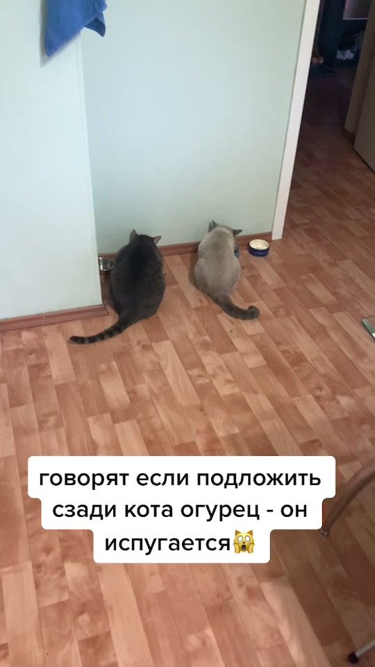 TikTok video thumbnail by saimodext