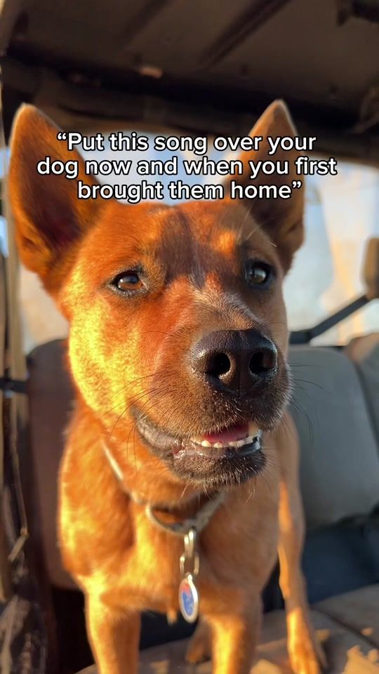 TikTok video thumbnail by winniethecattledog