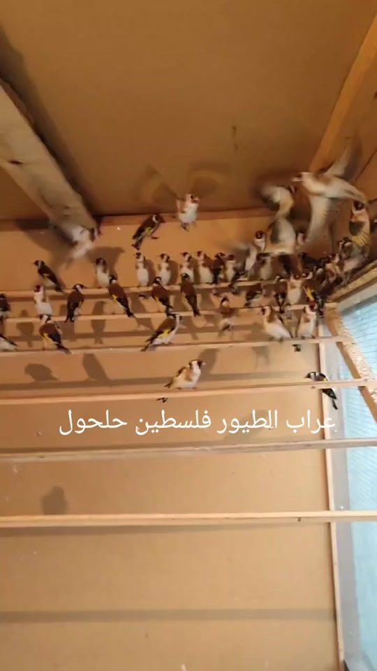 TikTok video thumbnail by user5608101804522