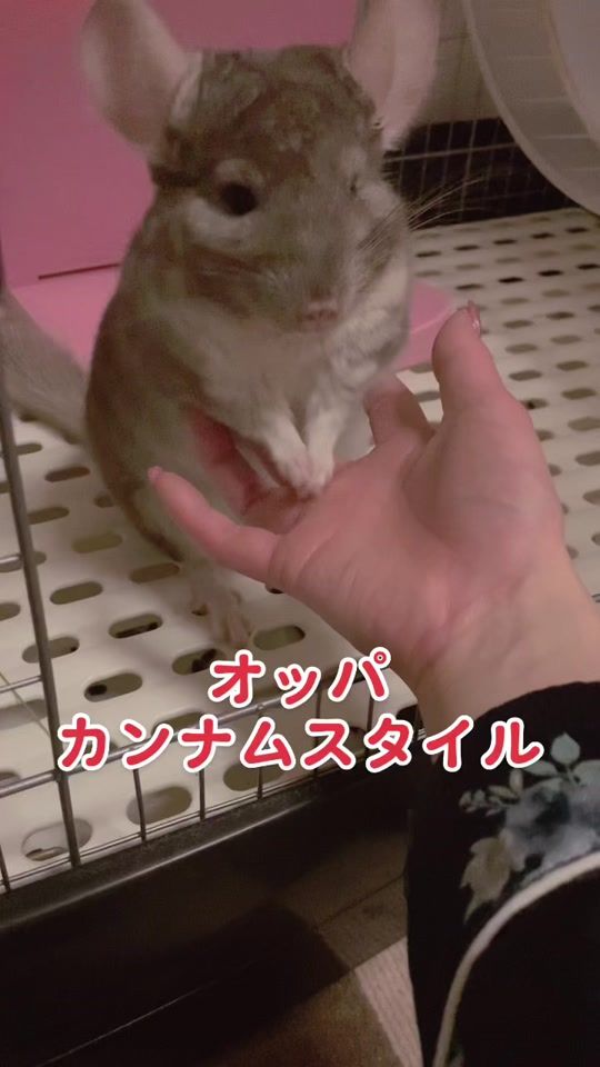 TikTok video thumbnail by comu_fam