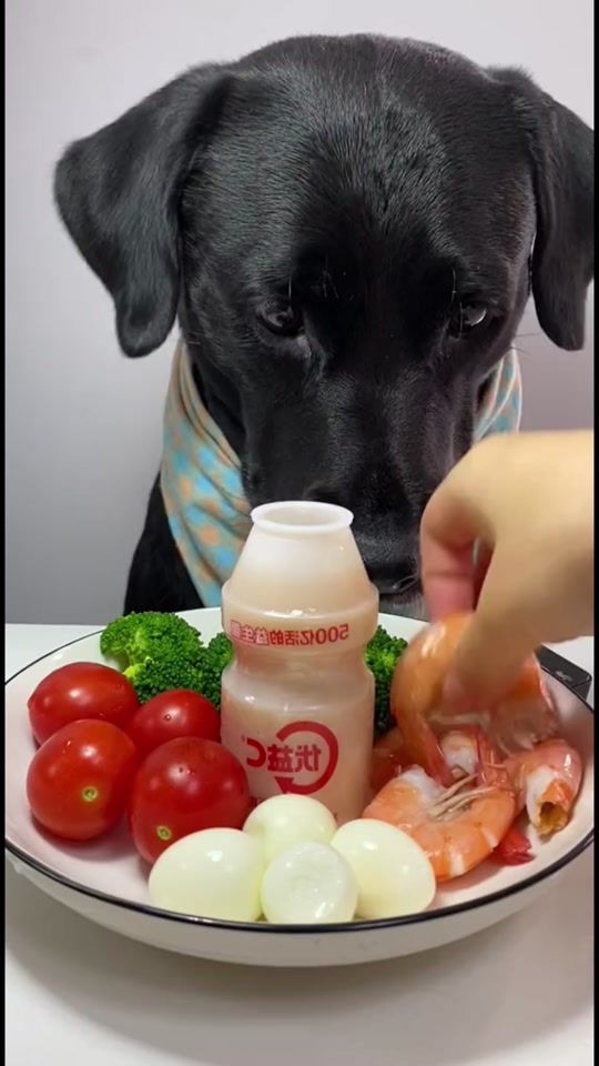 TikTok video thumbnail by petdogfunny1
