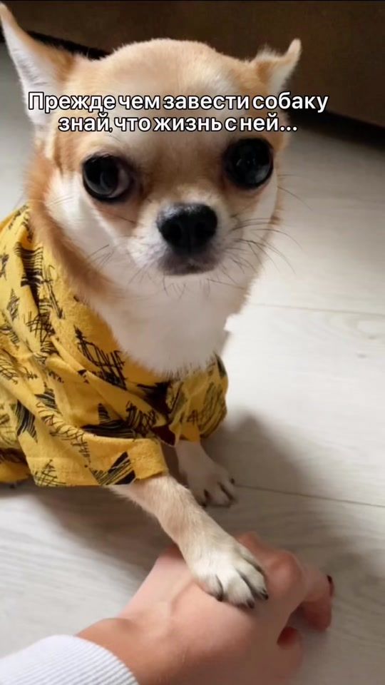 TikTok video thumbnail by chipschihuahua