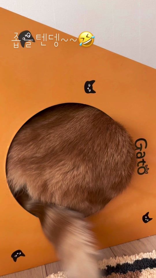 TikTok video thumbnail by angji123