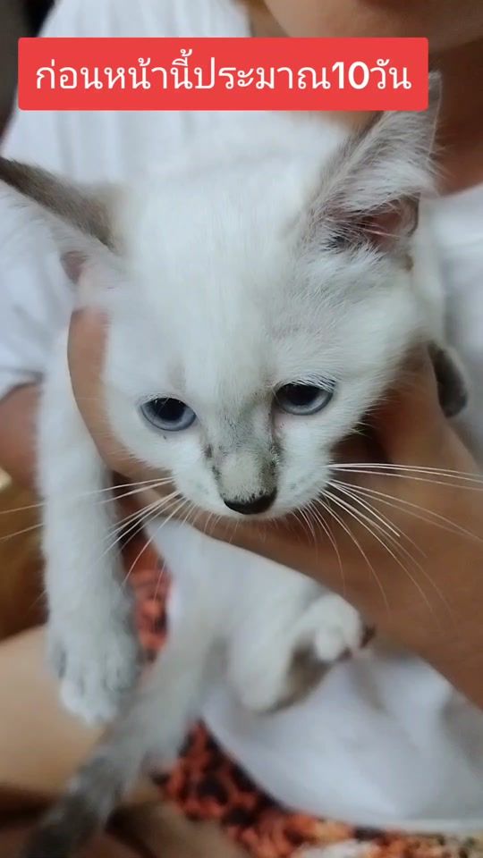 TikTok video thumbnail by phai.love.cats