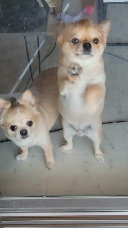 TikTok video thumbnail by tarachoa