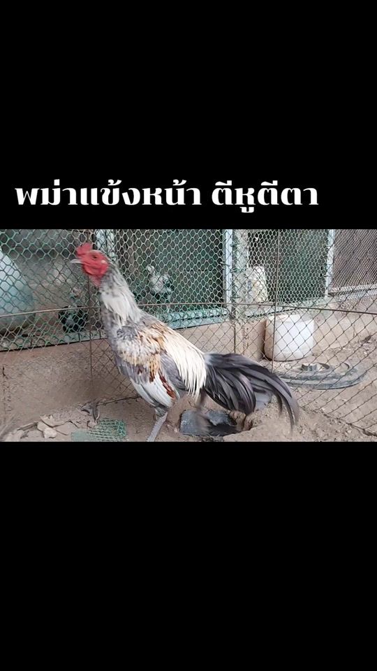 TikTok video thumbnail by tananaprat264