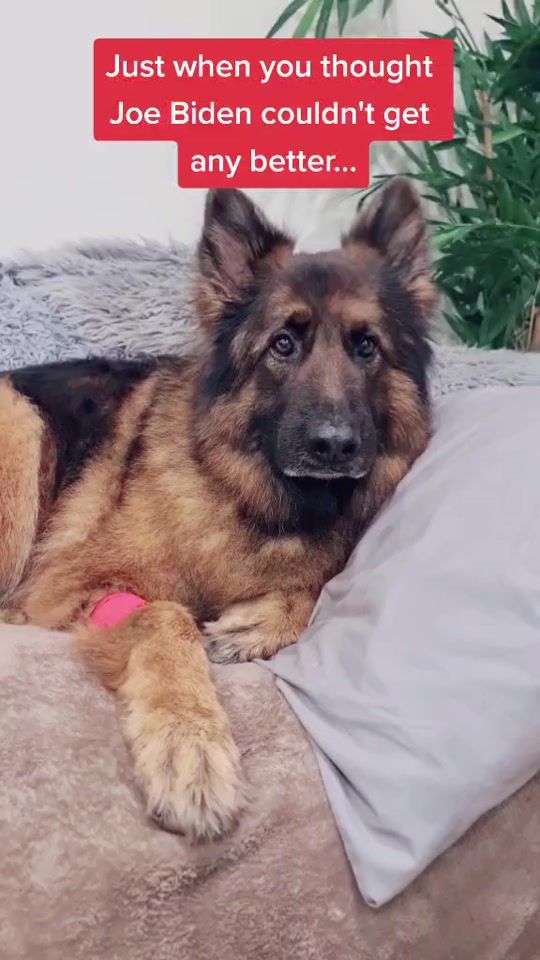 TikTok video thumbnail by heideethegsd