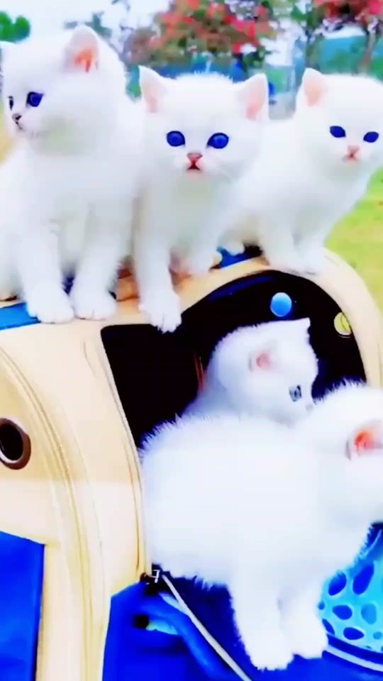 TikTok video thumbnail by jb_jonayd