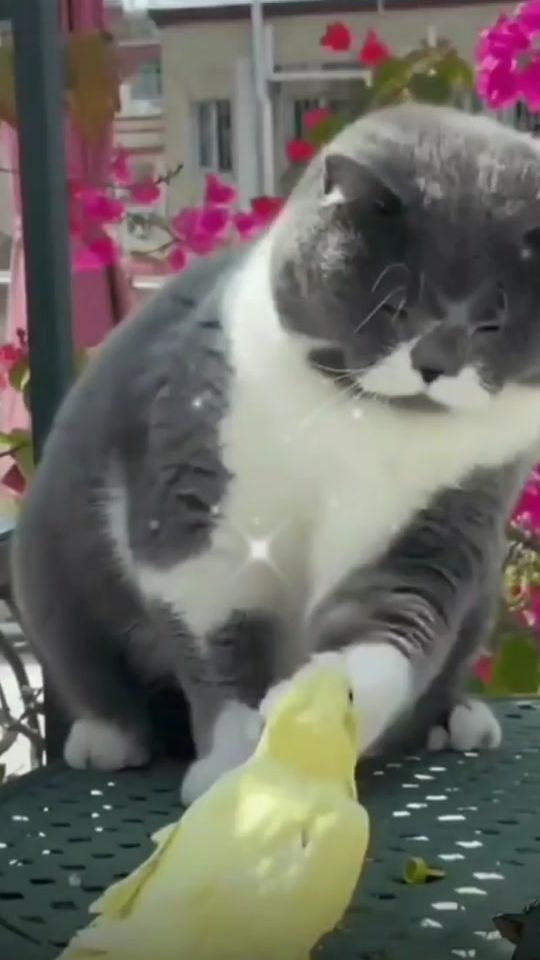 TikTok video thumbnail by lidija75