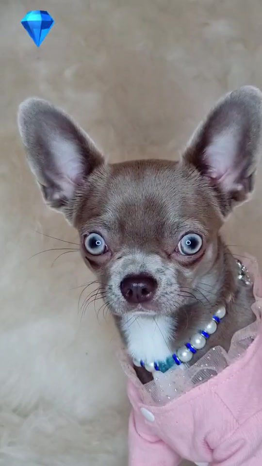 TikTok video thumbnail by eva_chihua