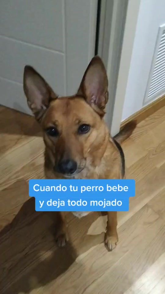 TikTok video thumbnail by incacrece