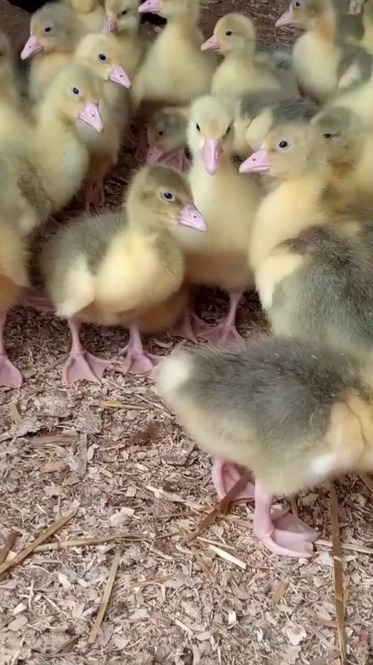 TikTok video thumbnail by 07pernatoe_chydo