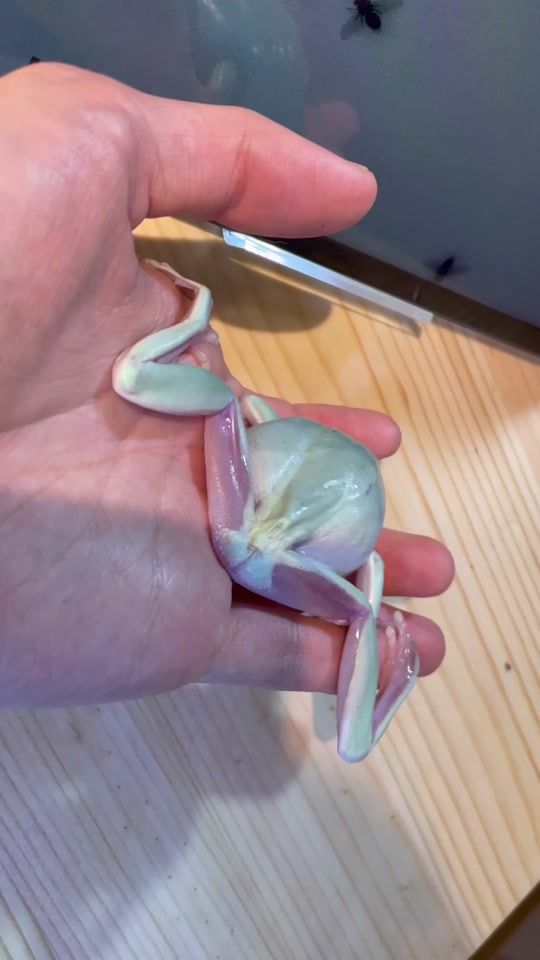 TikTok video thumbnail by mushi_frog