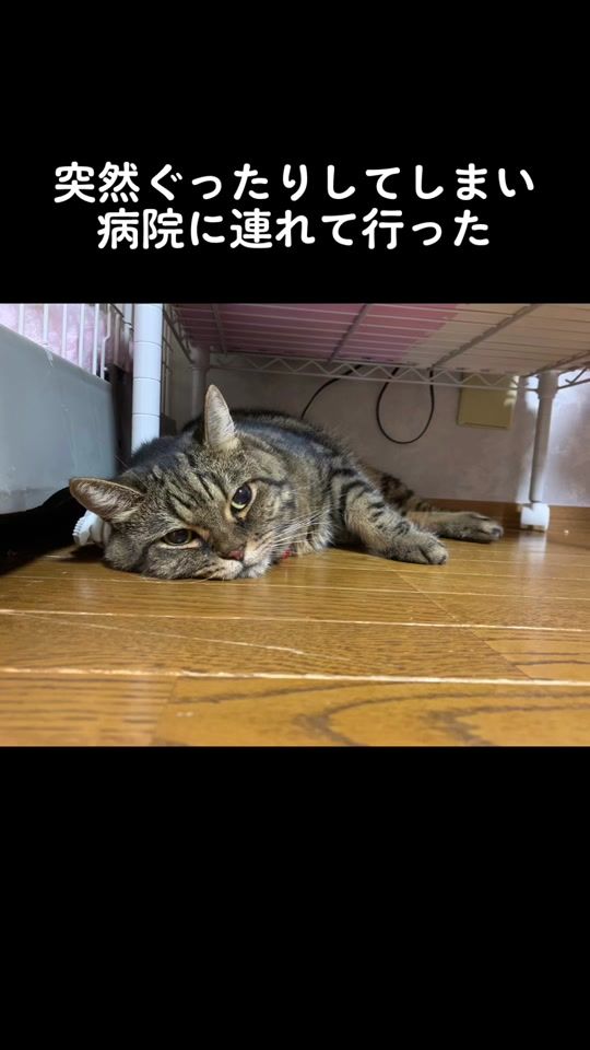 TikTok video thumbnail by ririku316