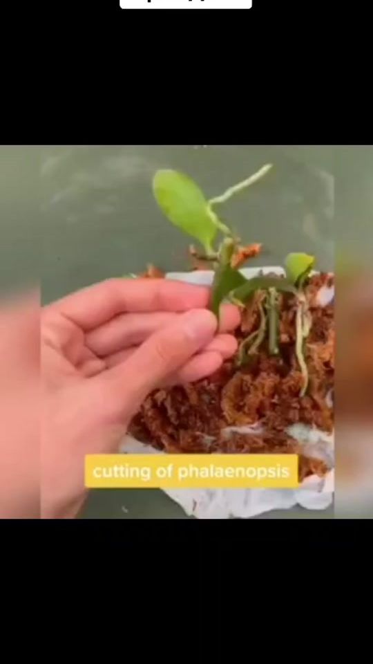 TikTok video thumbnail by umuttagaeva71