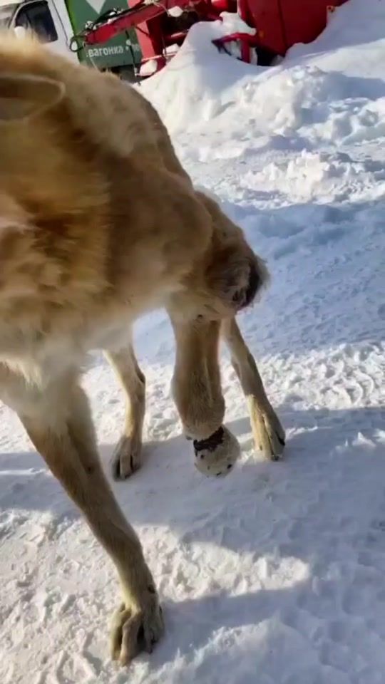 TikTok video thumbnail by an.lagom