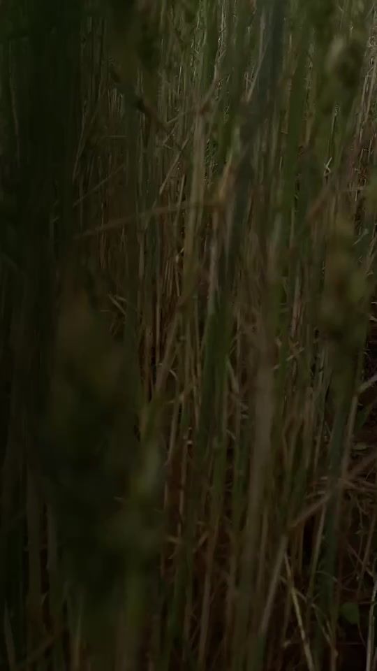 TikTok video thumbnail by svkim44