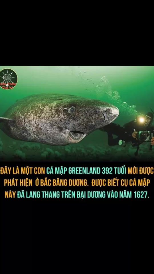 TikTok video thumbnail by .harrypotter17._