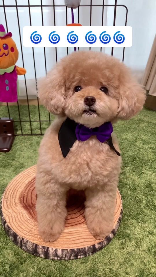 TikTok video thumbnail by iamchiffon