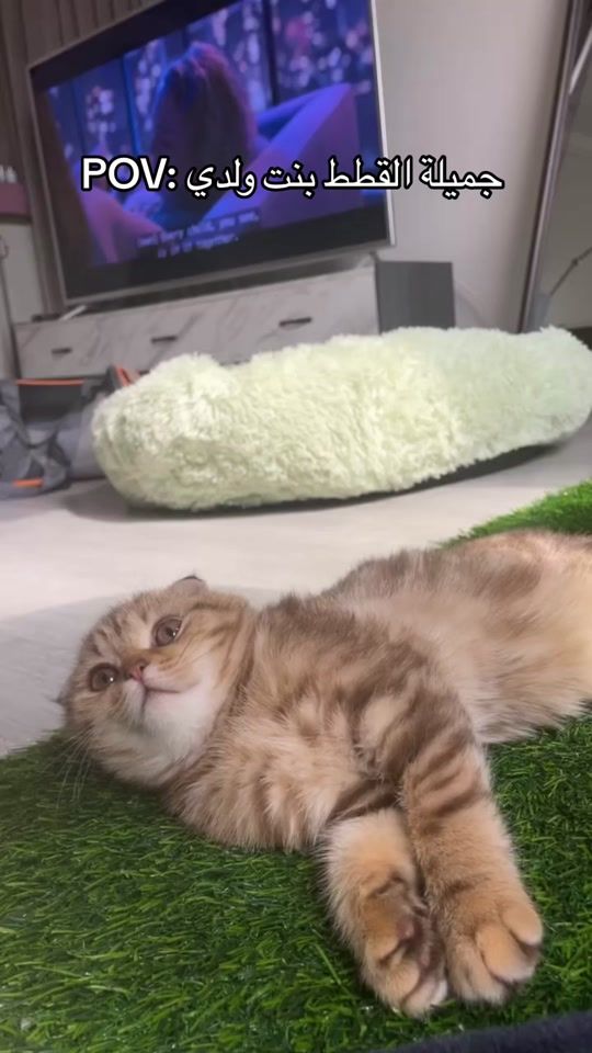 TikTok video thumbnail by leo.thecat5