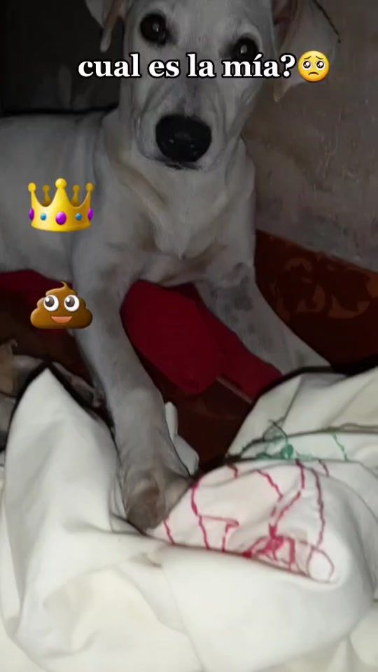 TikTok video thumbnail by user17376272827