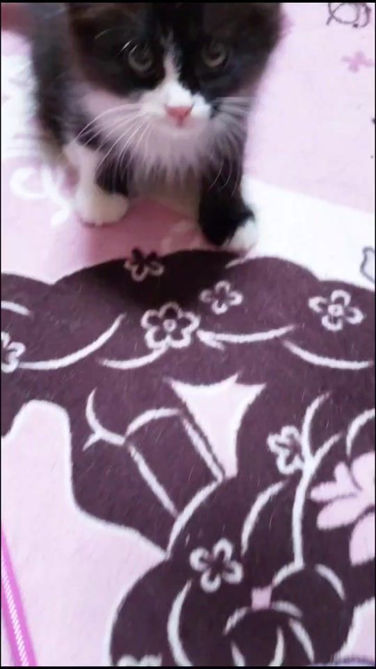 TikTok video thumbnail by rana.kuu