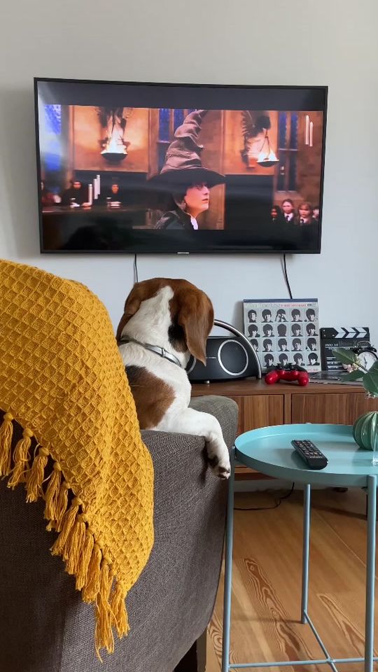 TikTok video thumbnail by itsdogsherlock