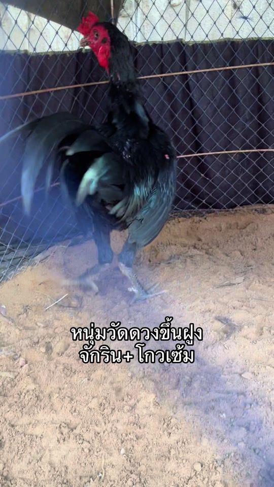TikTok video thumbnail by kittipat_9
