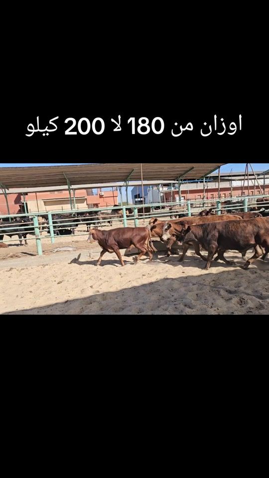 TikTok video thumbnail by a.qaysar