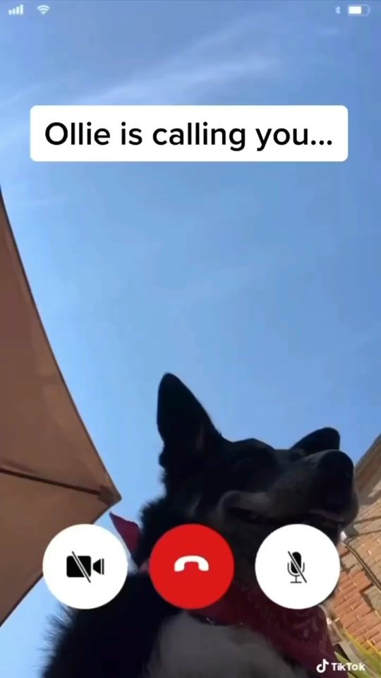 TikTok video thumbnail by olliemydog