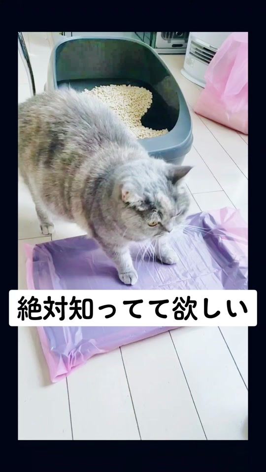TikTok video thumbnail by gomaaecat