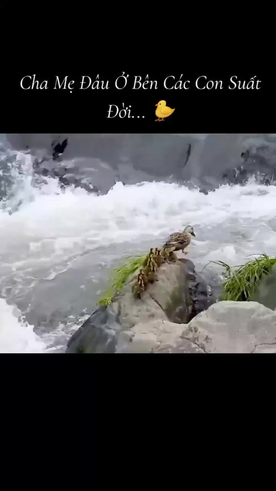 TikTok video thumbnail by yeuem230k