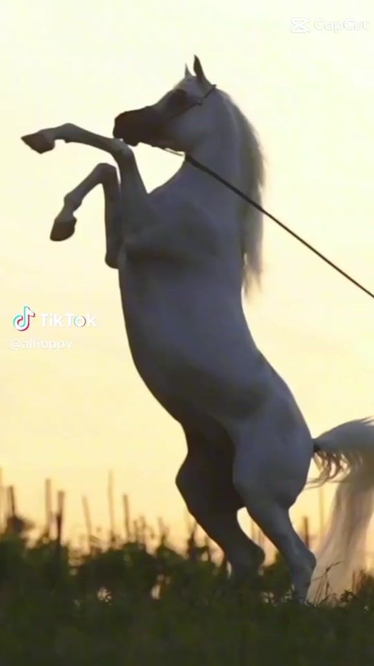 TikTok video thumbnail by majeedking43