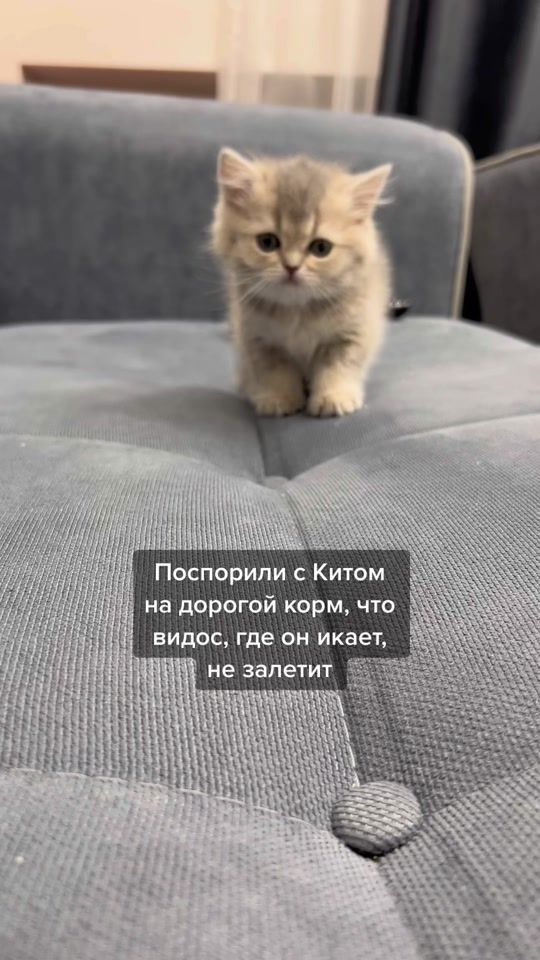 TikTok video thumbnail by cotcotcothoch
