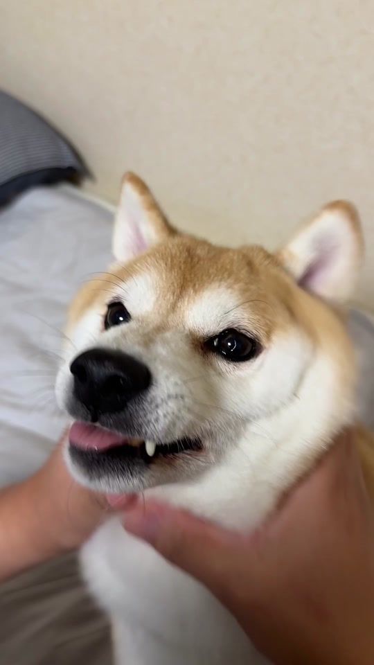TikTok video thumbnail by caskson_tiktok