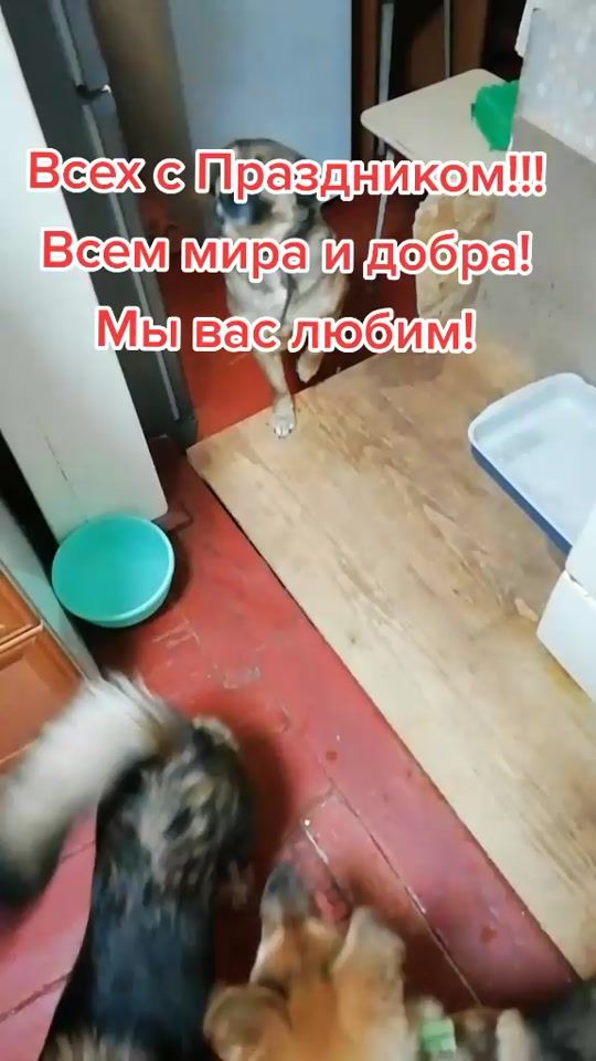 TikTok video thumbnail by dobridrugengsar