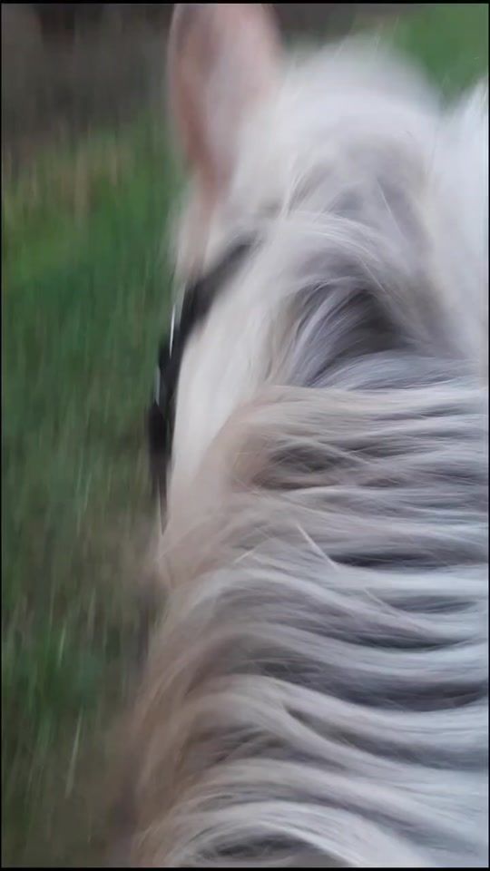TikTok video thumbnail by soulhorsecrusty