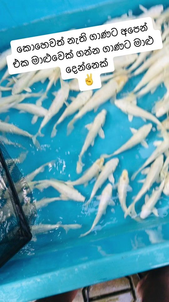 TikTok video thumbnail by saaquarium