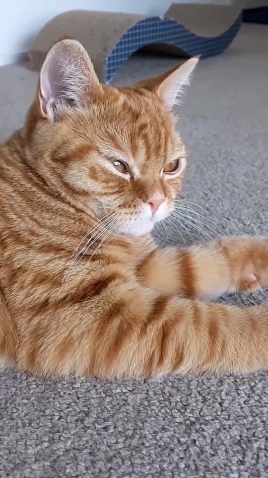 TikTok video thumbnail by maxiepuss