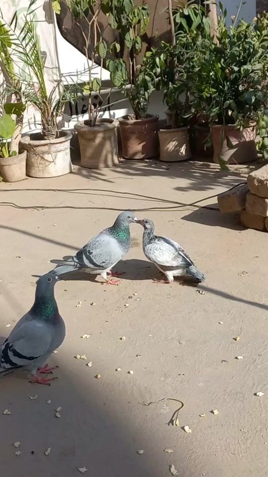 TikTok video thumbnail by fawadkhalilloft