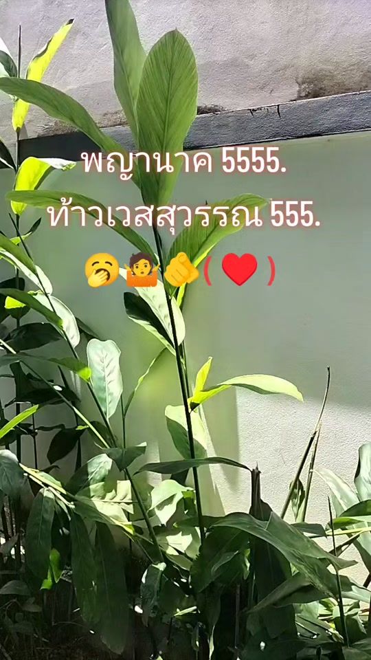 TikTok video thumbnail by user1thmbpbcs..sisu