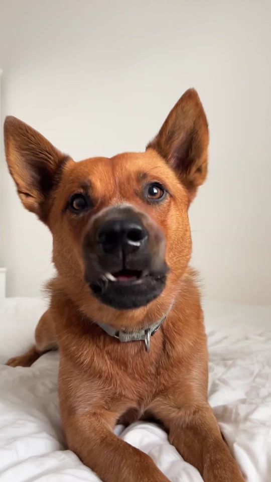 TikTok video thumbnail by winniethecattledog